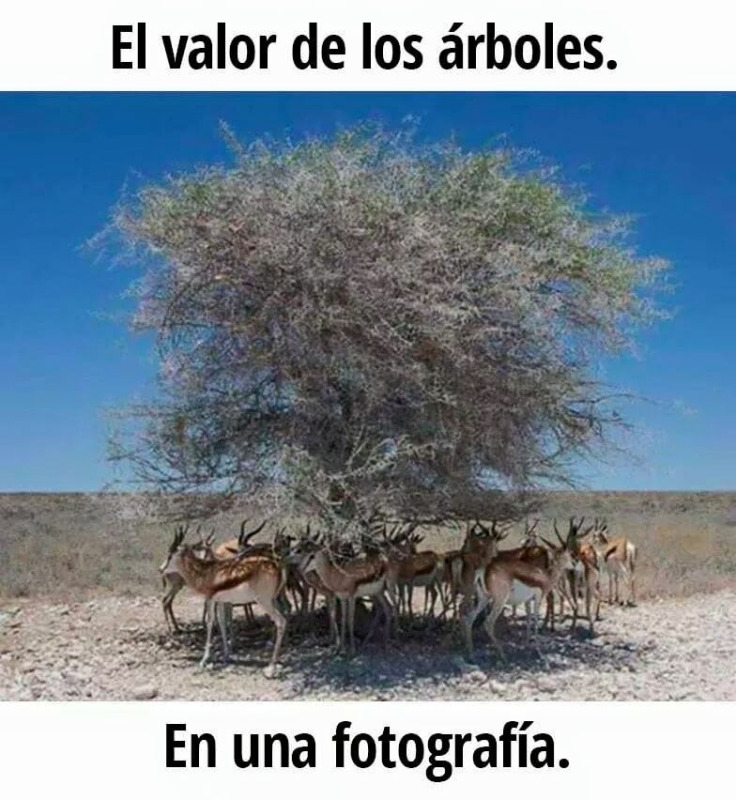 Somos Más expresa respaldo a WiltoSomos